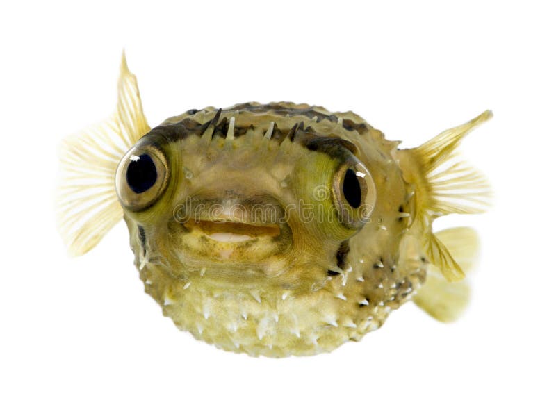 Long-spine porcupinefish also know as spiny balloo