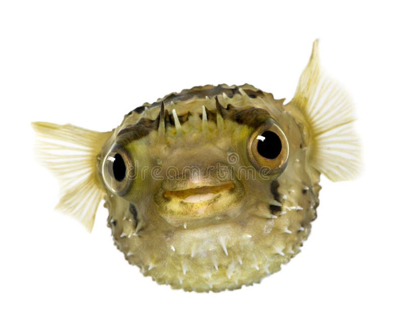 Long-spine porcupinefish also know as spiny balloo