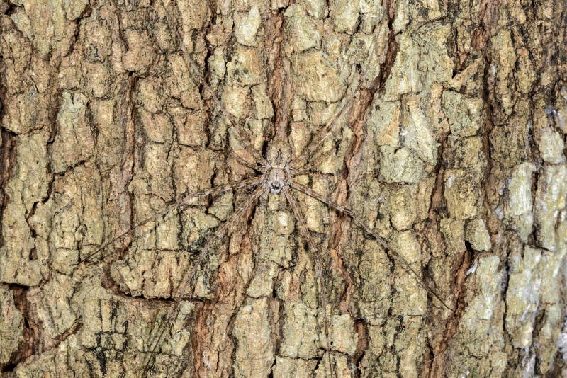 Long-spinnered bark spider, tsingy de bemahara royalty free stock images