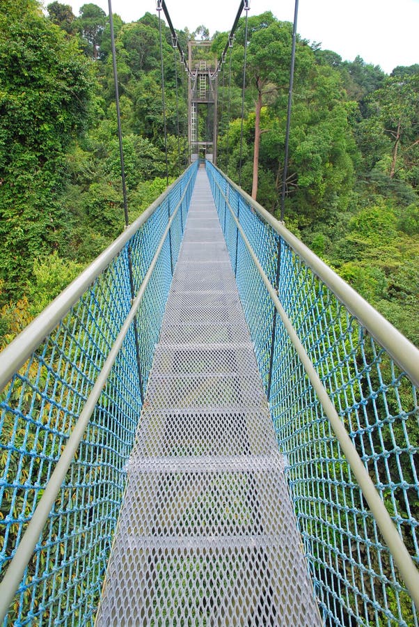 Long stretch of walkway leading into the forest