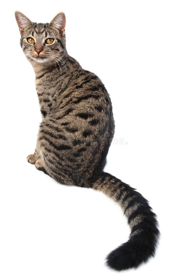 Cat Breeds With Long Tails