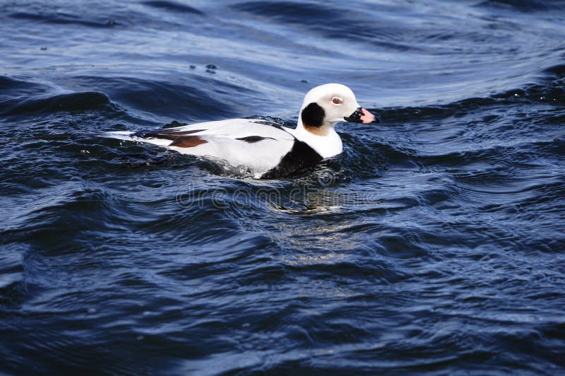 Long tailed duck