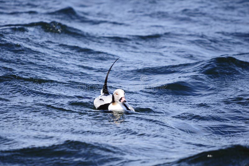 Long tailed duck royalty free stock photo