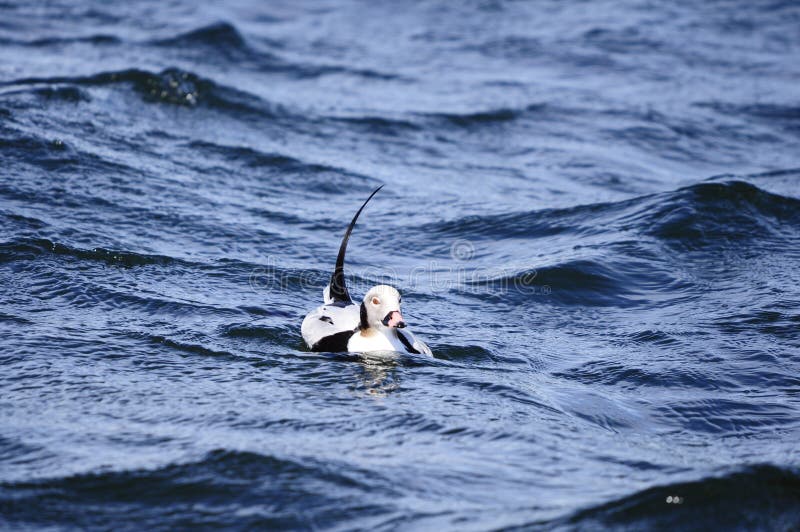 Long tailed duck