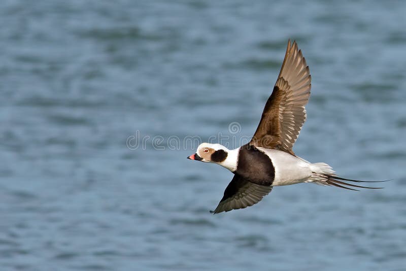 Long-tailed Duck stock image