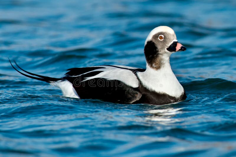 Long-tailed Duck - Clangula hyemalis stock image