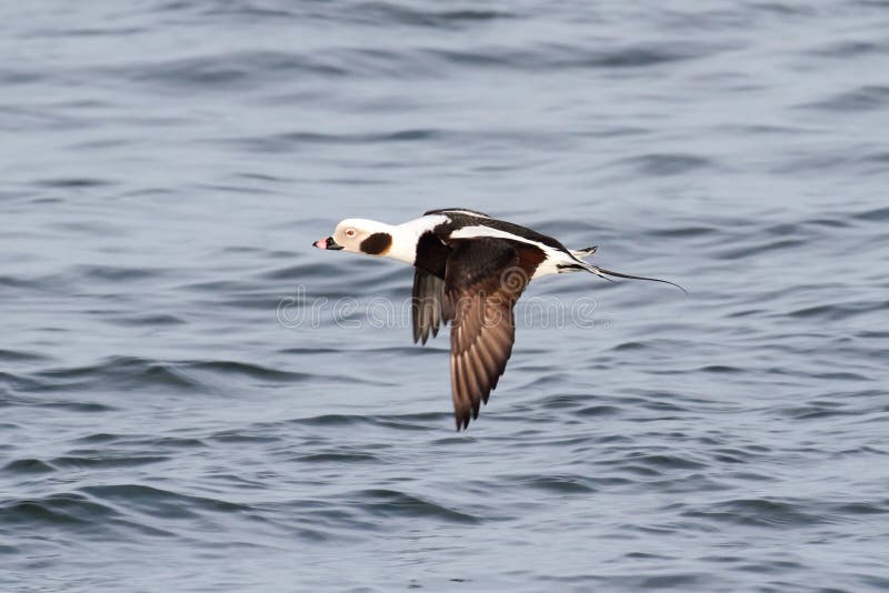 Long-tailed Duck (Oldsquaw) In flight stock photography