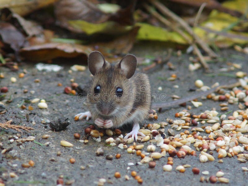 Long Tailed Field Mouse (Wood mouse)