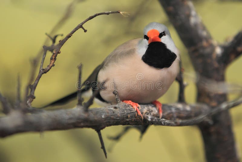 Long-tailed finch royalty free stock images
