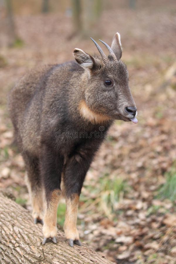 Long-tailed goral