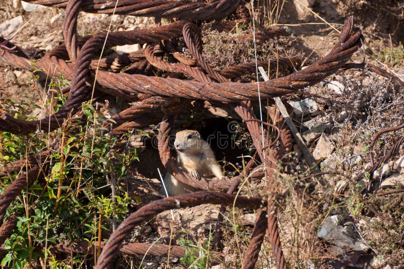 Wild Animals May Extinct Due To Destruction of Natural Habitats Stock Photo - Image of ecology, gopher: 132296468 Wild Animals May Extinct Due To Destruction of Natural Habitats Stock Photo - Image of ecology, gopher: 132296468