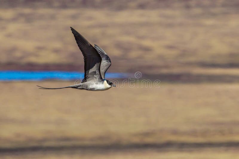 Long Tailed Jaeger