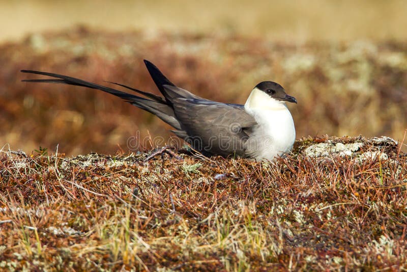 Long Tailed Jaeger