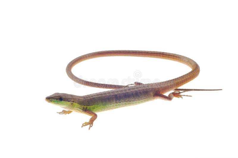 Long Tailed Lizard