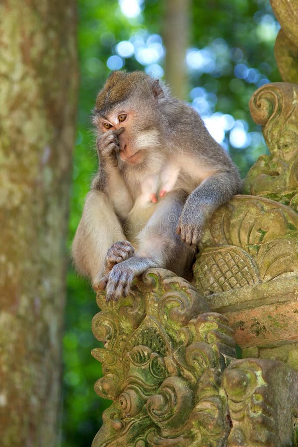 Long-tailed Macaque