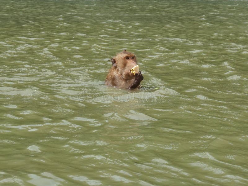 Longtailed Macaque or Crabeating Macaque Monkey Stock Image Image