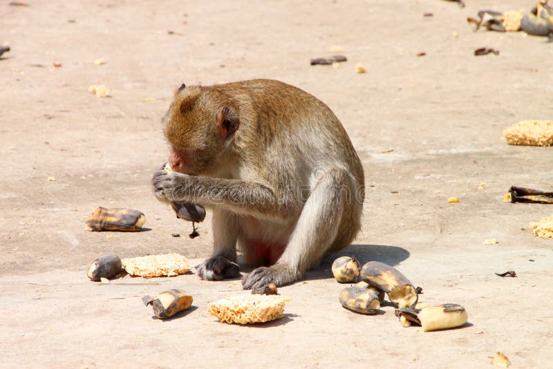 Long-tailed Macaque monkey