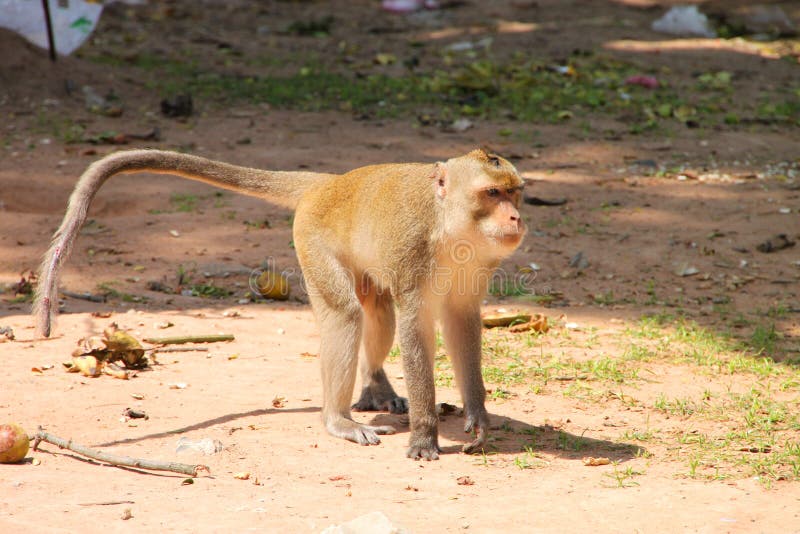 Long-tailed Macaque monkey