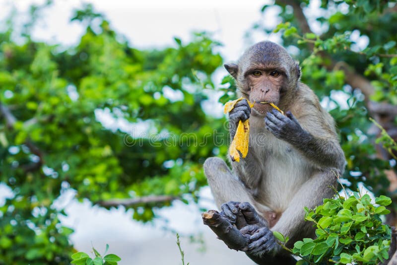 Monkey eating banana on tree.