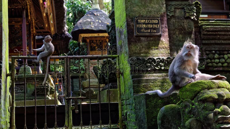 The monkey gate hi-res stock photography and images - Alamy