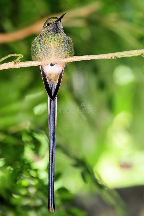 Long-tailed Sylph Hummingbird