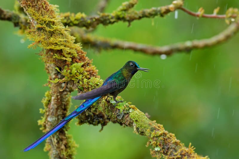 Long-tailed Sylph, hummingbird with long blue tail in the nature habitat, Peru