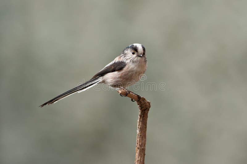 Long-Tailed Tit royalty free stock photos