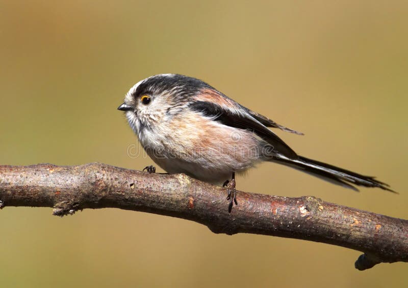 Long-tailed Tit stock images