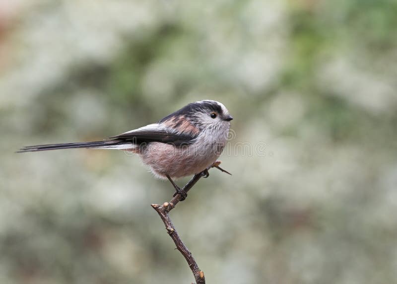 Long-tailed Tit stock photography