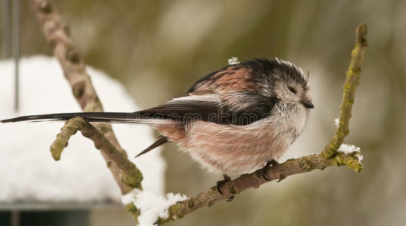 Long Tailed Tit royalty free stock image