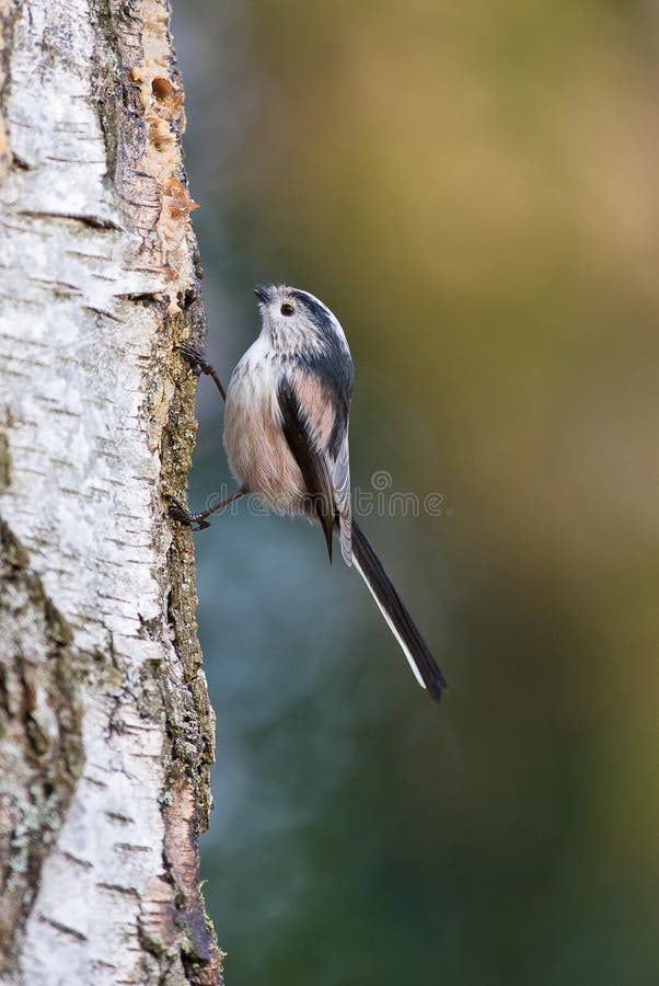 Long-tailed Tit royalty free stock image