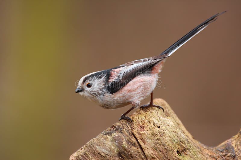 Long tailed tit stock photography