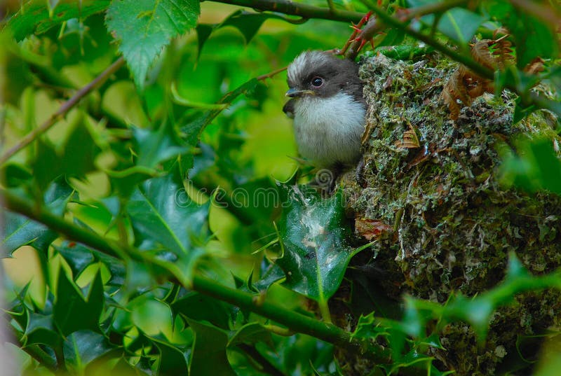 Long Tailed Tit fledgling