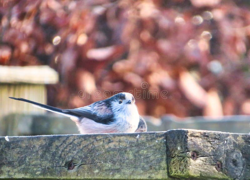 Long Tailed Tit On A Garden Feeder stock photos