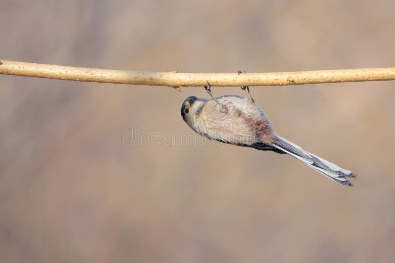 Long-tailed Tit royalty free stock photo