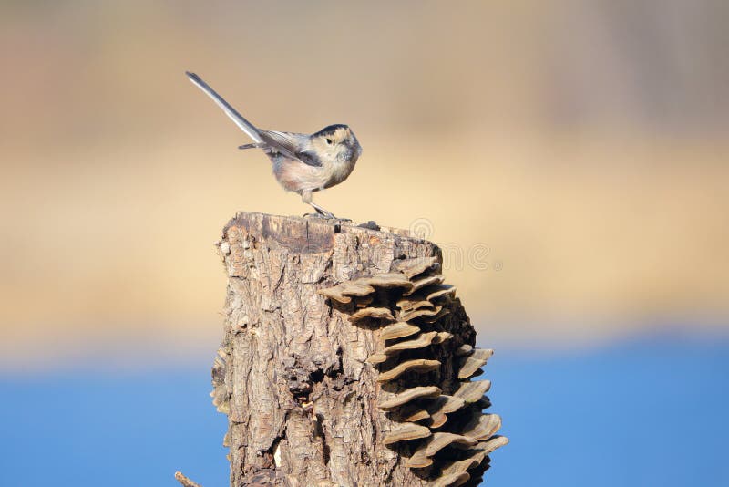Long-tailed Tit royalty free stock photos