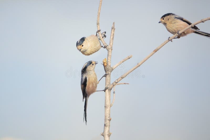 Long-tailed Tit stock image
