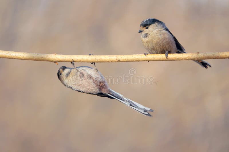 Long-tailed Tit royalty free stock images