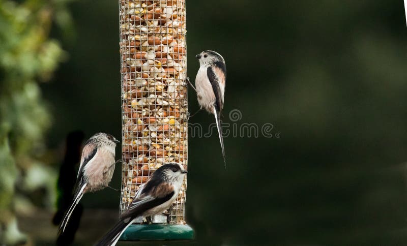 3 Long-tailed tits Aegithalos caudatus feeding on peanuts. royalty free stock photos