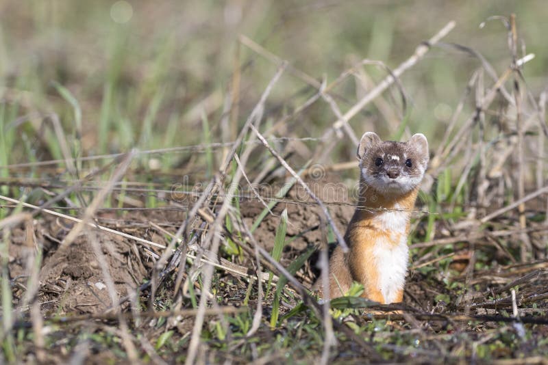 Long-tailed weasel on grass in early spring stock photos