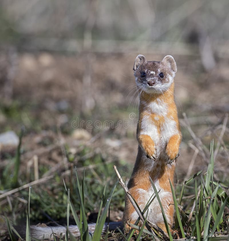 Long-tailed weasel on grass in early spring