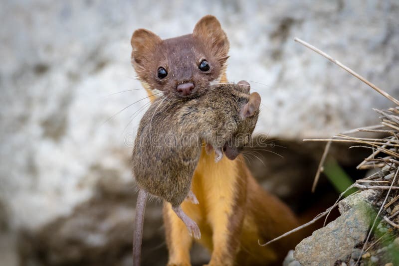 Long Tailed Weasel with Mouse