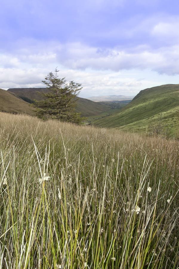 Long tall wild grass and bogland with green mountains