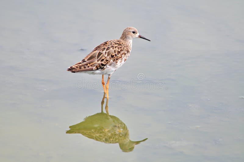 Long Toed Stint bird nature