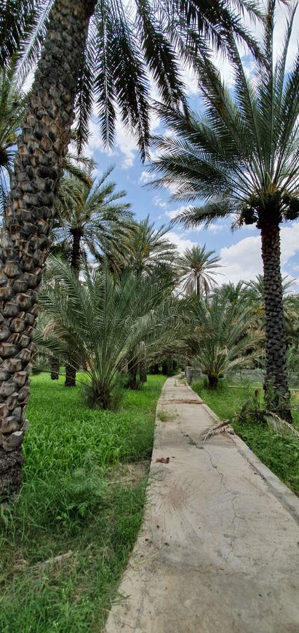 A long walkway between farms with falaj and green carpet View from the Sultanate of Oman - Al Hamra stock photography A long walkway between farms with falaj and green carpet View from the Sultanate of Oman - Al Hamra stock photography