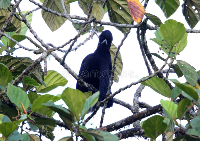 Long-wattled Umbrellabird (Cephalopterus penduliger) in Equador