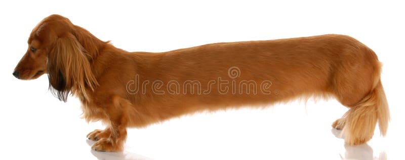 long weenie dog