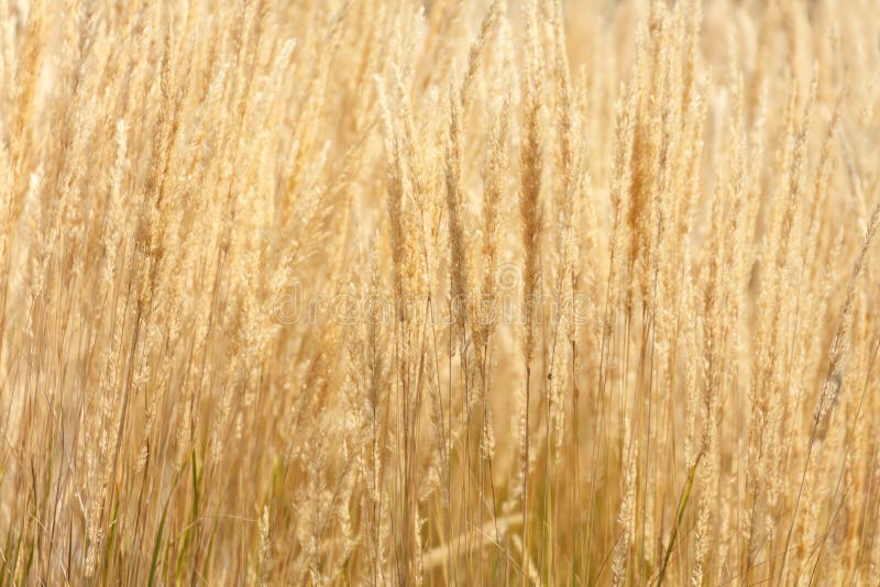 Long yellow grass stock photo. Image of nature, autumn - 124453150