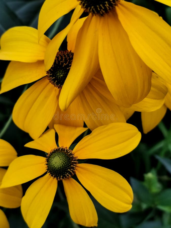 Leaf with daisies stock photo. Image of flowers, background 52068946