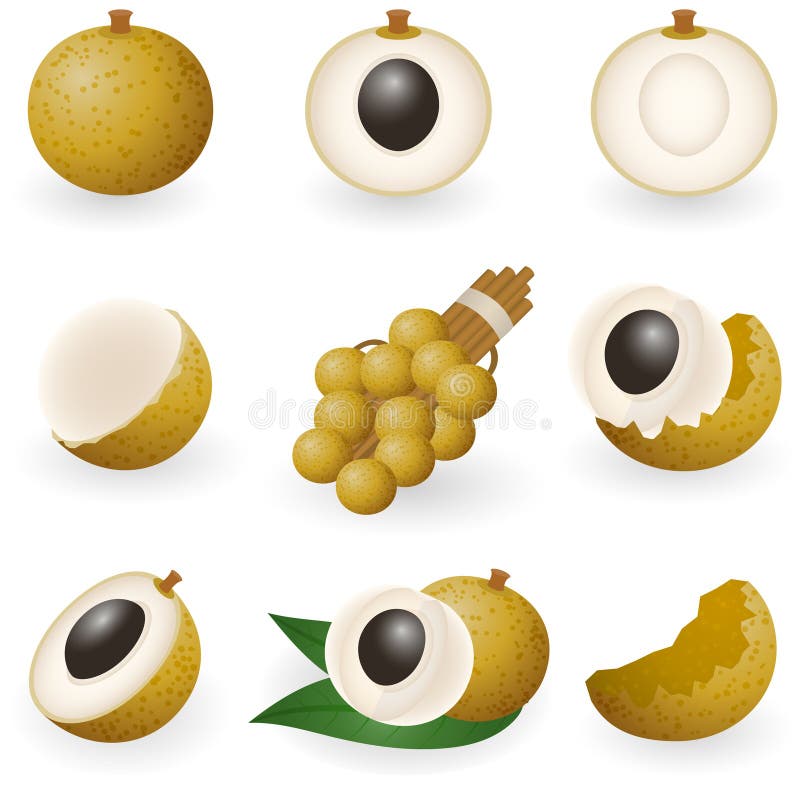 Download Longan stock vector. Illustration of collection, color - 12668947